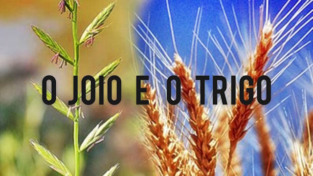 A parábola do Joio - Para crianças