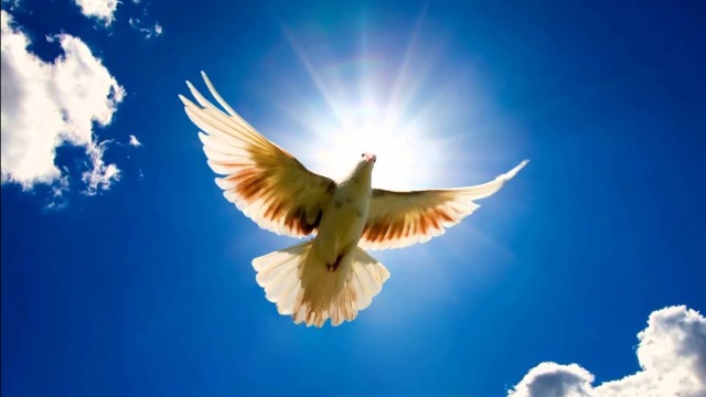 O amigo Espírito Santo - Para crianças